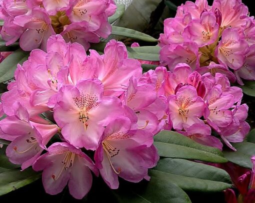 Rhododendron 'Eucharitis'- roze