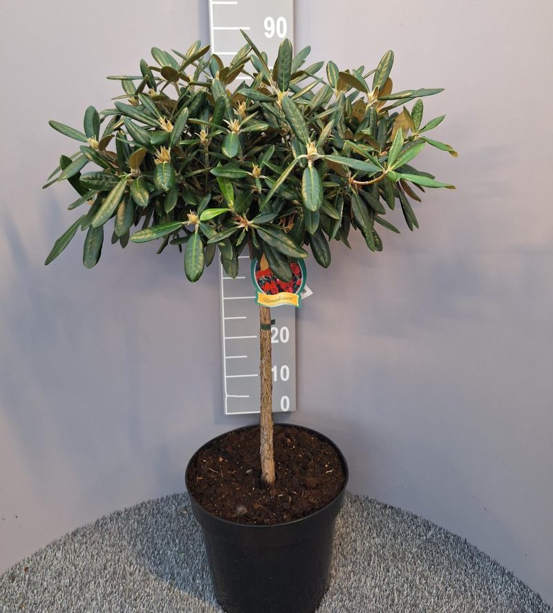 Rhododendron op stam 'karminkissen'