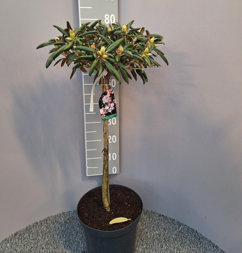 Rhododendron koichiro op stam
