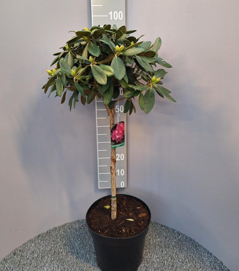 Rhododendron op stam 'polaris'