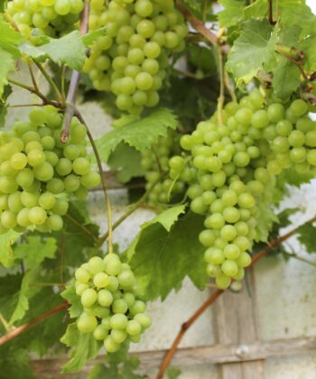Vitis Vinifera 'Romulus' pitloos