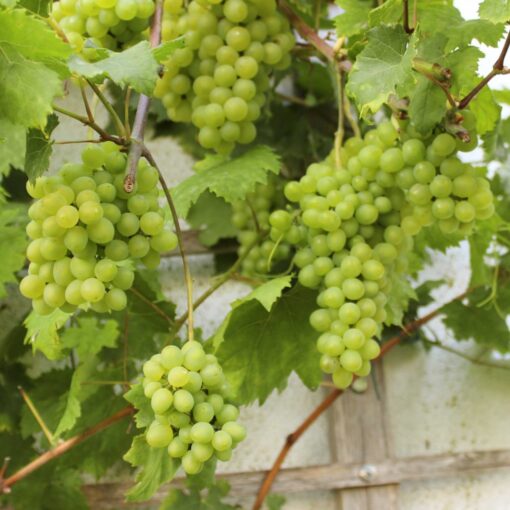 Vitis Vinifera 'Romulus' pitloos