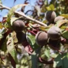 Prunus p. 'Rubira' - roodbladige mini Perzik