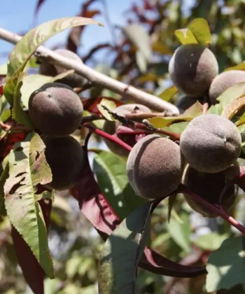 Prunus p. 'Rubira' - roodbladige mini Perzik