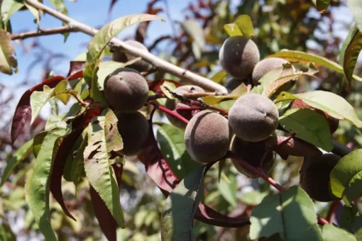 Prunus p. 'Rubira' - roodbladige mini Perzik