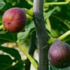 Ficus Carica 'Rouge de Bordeaux'