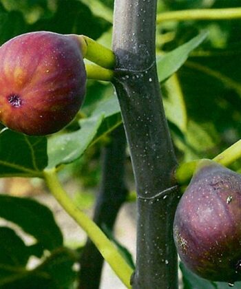 Ficus Carica 'Rouge de Bordeaux'