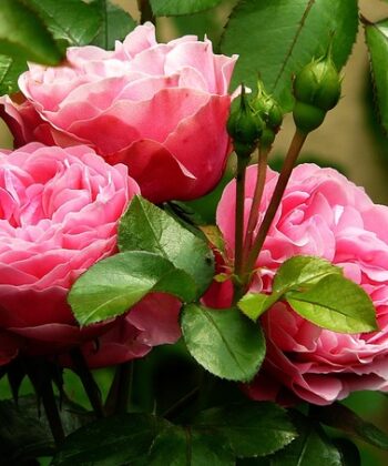 Rozen