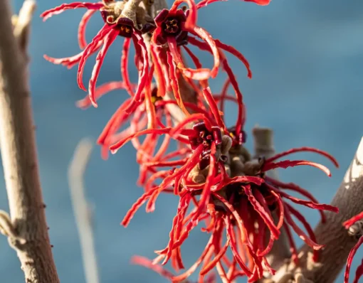 Hamamelis x intermedia 'Rubin' - Afbeelding 2