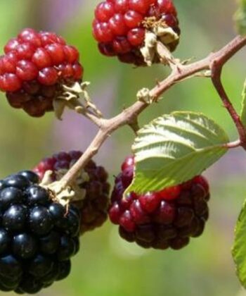 Rubus ‘Dima- Braam