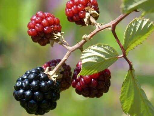 Rubus ‘Dima- Braam