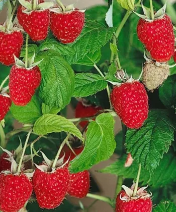 Rubus idaeus 'Enrosadira'®- framboos