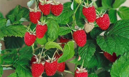 Rubus idaeus 'Enrosadira'®- framboos