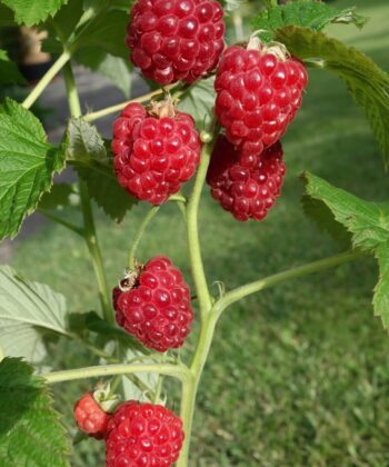 Rubus idaeus 'Ruby Beauty'® - dwergframboos