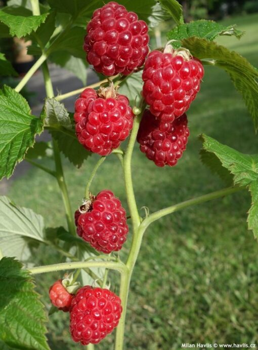 Rubus idaeus 'Ruby Beauty'® - dwergframboos