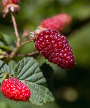 Rubus idaeus 'Tayberry Medana' - braamboos