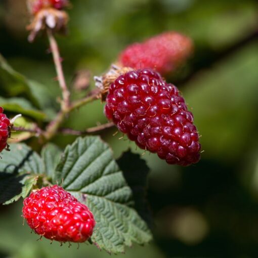 Rubus idaeus 'Tayberry Medana' - braamboos