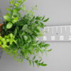 Ruscus Hypoglossum - Paardentong