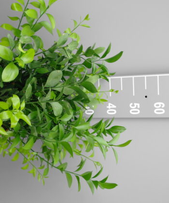 Ruscus Hypoglossum