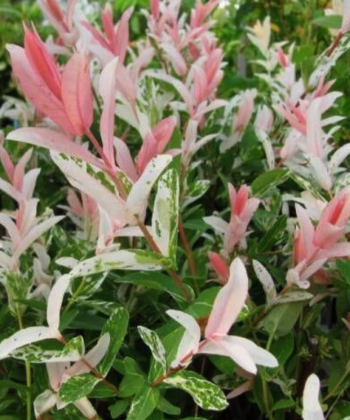 Salix integra 'Hakuro Nishiki'