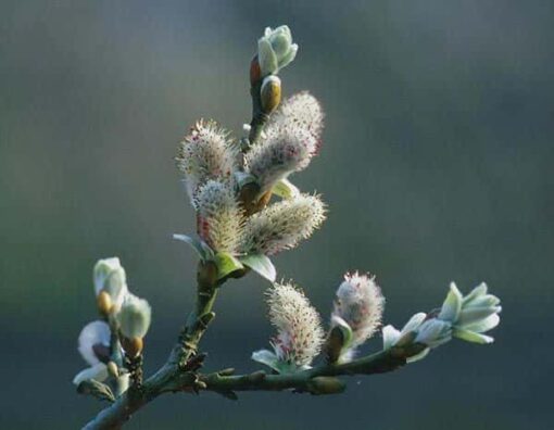 Salix helvetica