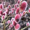 Salix gracilistyla 'Mount Aso'