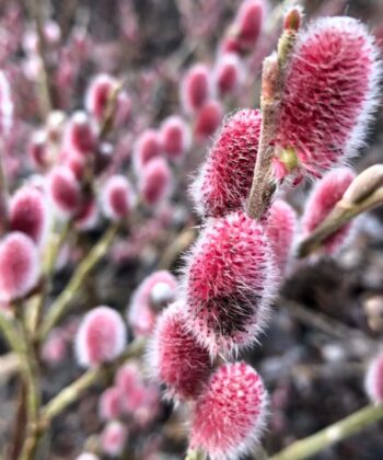 Salix gracilistyla 'Mount Aso'