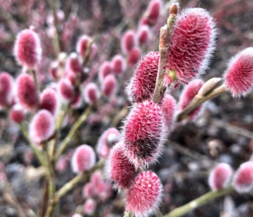 Salix gracilistyla 'Mount Aso'