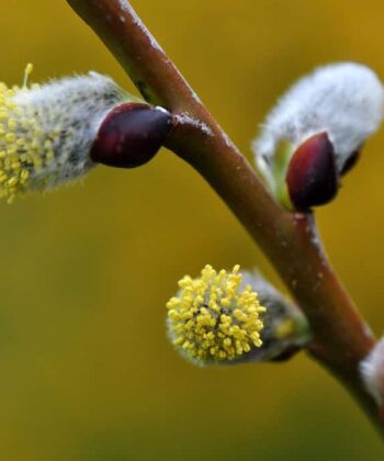 Salix caprea ‘Pendula'