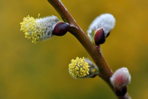 Salix caprea ‘Pendula'
