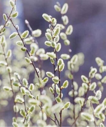 Salix tetrapla