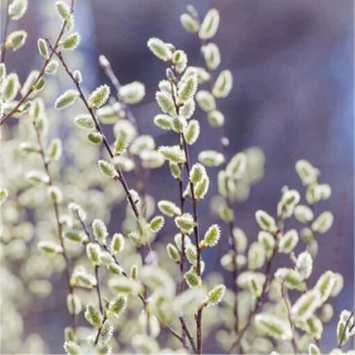 Salix tetrapla