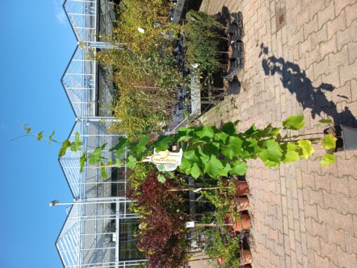 Vitis Vinifera 'Sauvignon Blanc' - Afbeelding 2