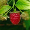 Rubus idaeus ´Schönemann´- framboos