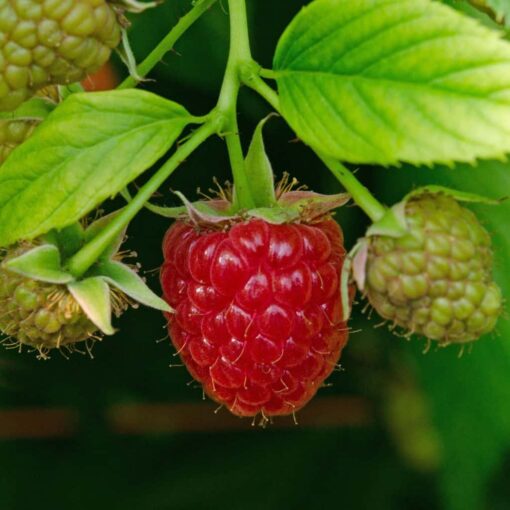 Rubus idaeus ´Schönemann´- framboos