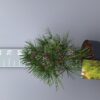 Sciadopitys Verticillata