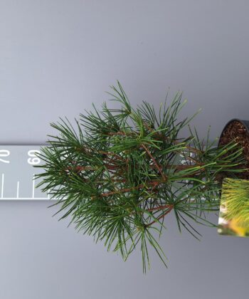 Sciadopitys Verticillata