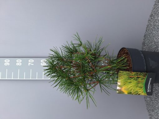 Sciadopitys Verticillata