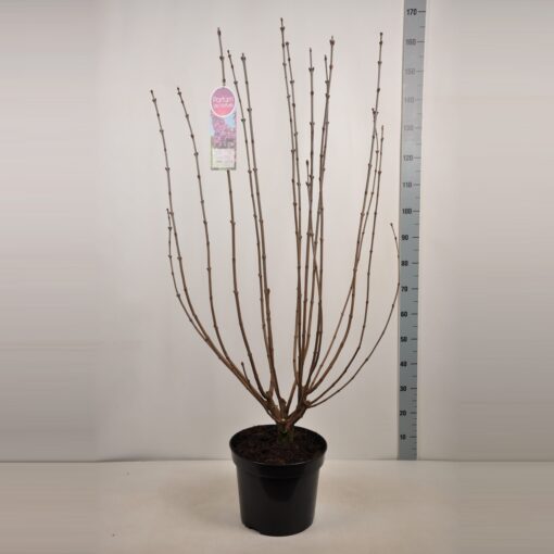 Sering vulgaris 'Andenken an Ludwig Spath' - Afbeelding 2
