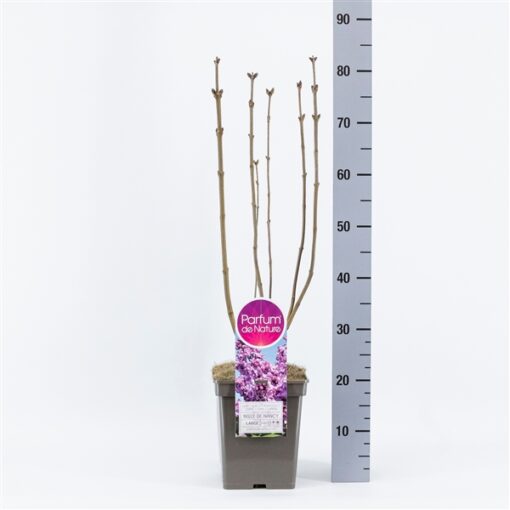 Syringa vulgaris 'Belle de Nancy' - Afbeelding 2