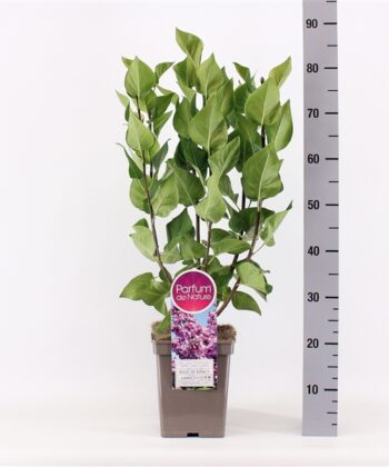 Syringa vulgaris 'Belle de Nancy'