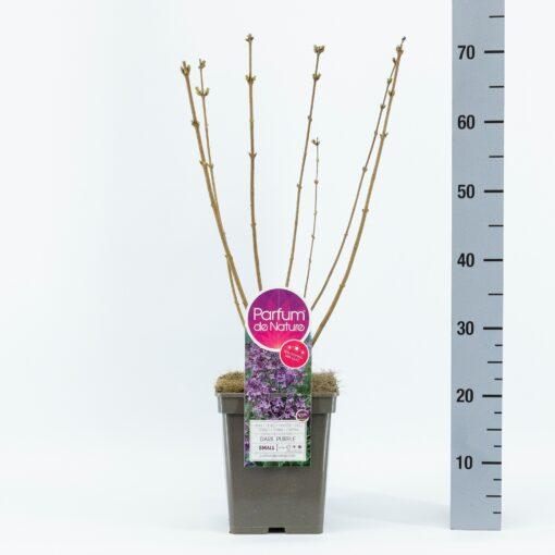 Sering Bloomerang® 'Dark Purple'- Dwerg sering - Afbeelding 2