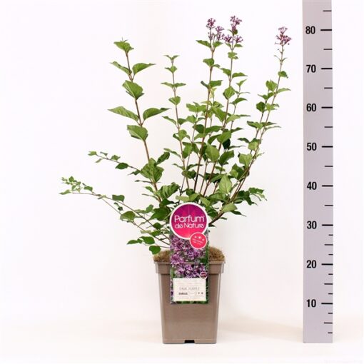 Sering Bloomerang® 'Dark Purple'- Dwerg sering