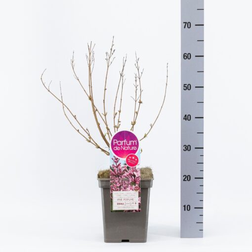 Sering Bloomerang® 'Pink Perfection'- Dwerg sering - Afbeelding 2