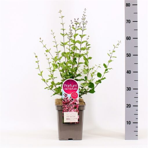 Sering Bloomerang® 'Pink Perfection'- Dwerg sering
