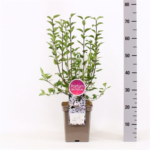 Sering chinensis 'Biocolor'