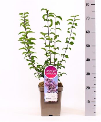 Sering chinensis 'Saugeana'