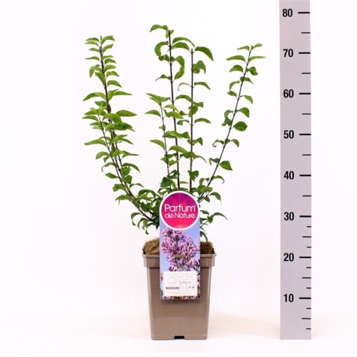 Sering chinensis 'Saugeana'
