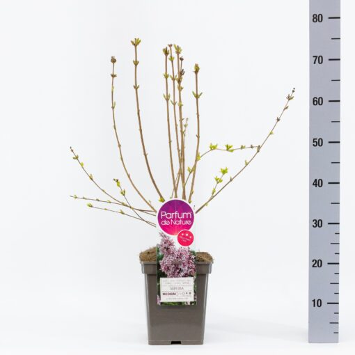 Sering chinensis 'Superba' - Afbeelding 3
