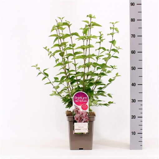 Sering chinensis 'Superba'